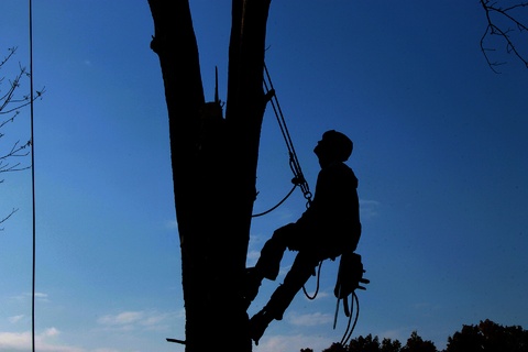 emergency tree removal in tempe az